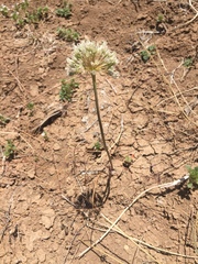 Allium howellii clokeyi