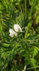 Vicia lutea lutea