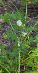 Vicia lutea lutea
