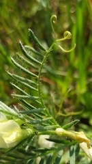 Vicia lutea lutea