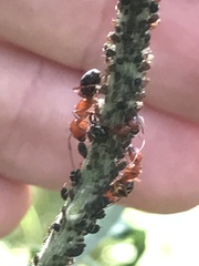 Camponotus decipiens