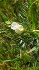 Vicia lutea lutea