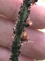 Camponotus decipiens