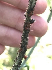 Camponotus decipiens