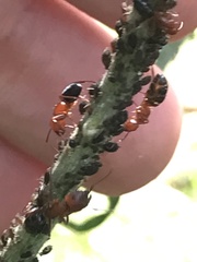 Camponotus decipiens