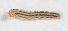 Aristotelia arenella