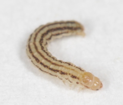 Aristotelia arenella