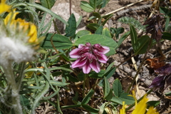 Trifolium brandegeei