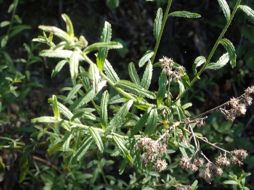 iNaturalist observation photo of flowering plants