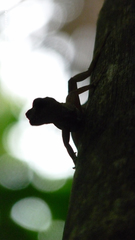 Anolis bicaorum