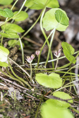 Centella uniflora