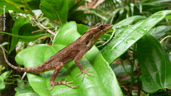 Anolis bicaorum