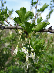 Ribes niveum