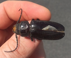 Mallodon dasystomus