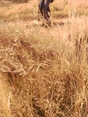 Rytidosperma maculatum