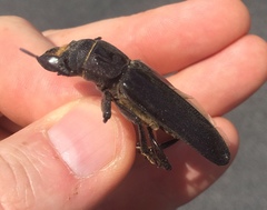 Mallodon dasystomus
