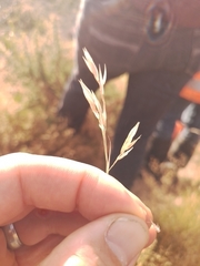 Rytidosperma maculatum