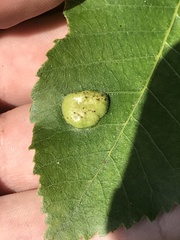 Phylloxera notabilis