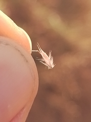 Rytidosperma maculatum