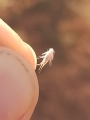 Rytidosperma maculatum