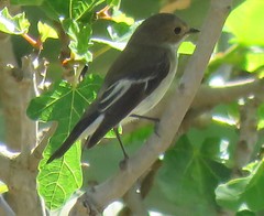 Ficedula hypoleuca