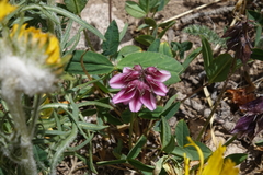 Trifolium brandegeei