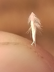 Rytidosperma maculatum