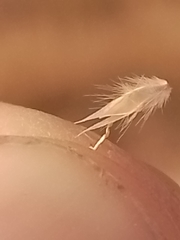 Rytidosperma maculatum