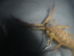 Centruroides limbatus