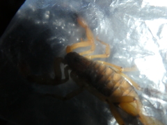 Centruroides limbatus