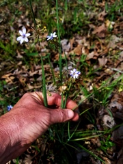 Sisyrinchium elizabethiae