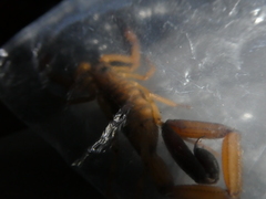 Centruroides limbatus