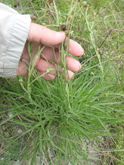 Pseudopodospermum molle