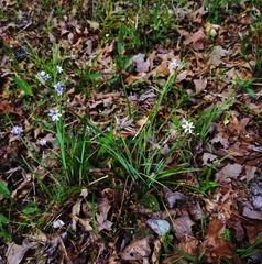 Sisyrinchium elizabethiae