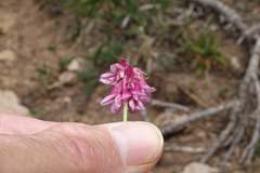 Trifolium brandegeei