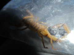 Centruroides limbatus