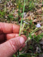 Sisyrinchium elizabethiae