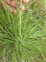 Pseudopodospermum molle