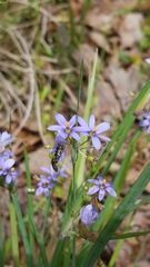 Sisyrinchium elizabethiae