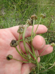 Pseudopodospermum molle