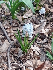 Puschkinia scilloides