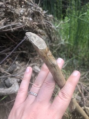 Castor canadensis