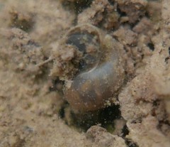 Galba truncatula