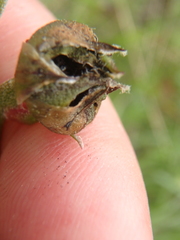 Pseudopodospermum molle