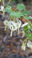 Ribes curvatum