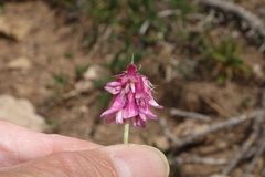 Trifolium brandegeei