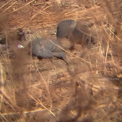 Numida meleagris galeatus