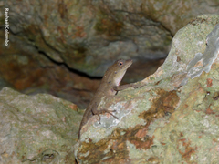 Anolis bicaorum