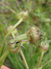 Pseudopodospermum molle