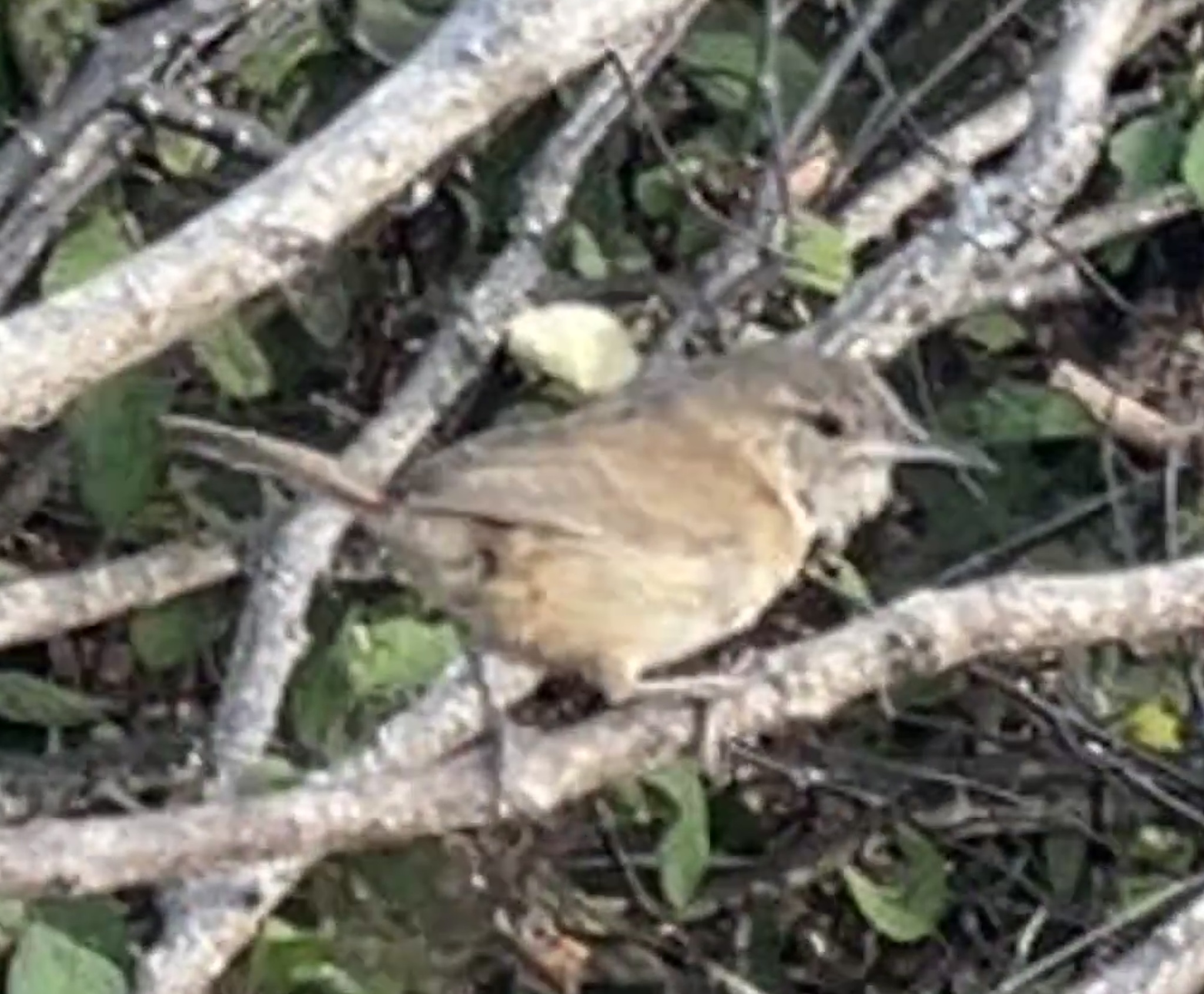 Clarion Wren (Troglodytes tanneri), photo 3